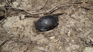 Turtle laying eggs